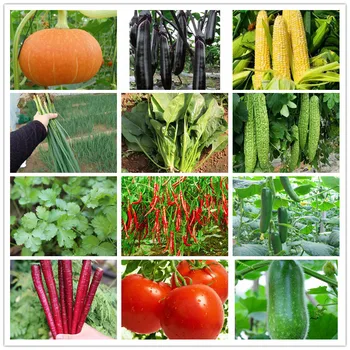 2000pcs 36 różnych Rodzajów Warzyw, Owoców Nasiona Bonsai Ogród, Natura, Rośliny, Zwierzęta, Warzywa, Kwiat Serum Maska do ust SS-36
